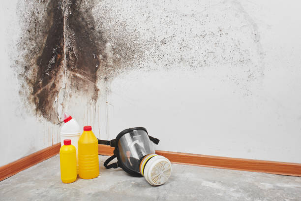 Best Black Mold Removal  in Antwerp, OH