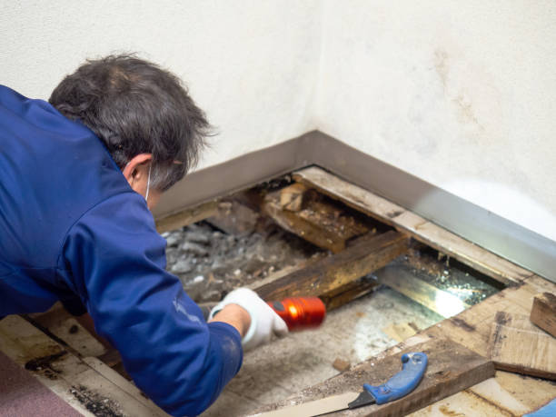 Best Mold Damage Repair  in Antwerp, OH