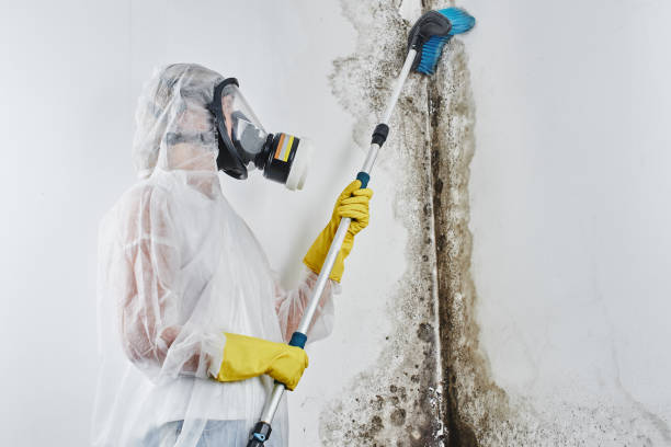 Professional Mold Removal in Antwerp, OH