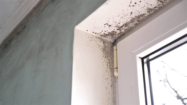 Best Fast Mold Removal  in Antwerp, OH
