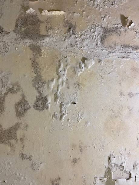 Best Affordable Mold Removal  in Antwerp, OH