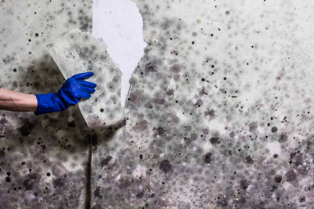 Best Mold Testing  in Antwerp, OH