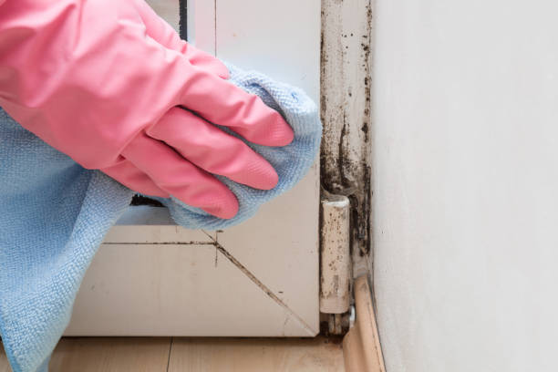 Best Attic Mold Removal  in Antwerp, OH