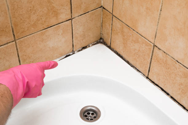 Attic Mold Removal in Antwerp, OH